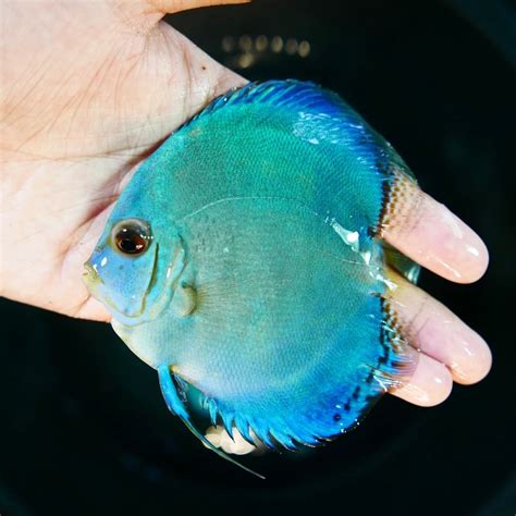 Blue Diamond Discus