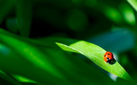 Wallpaper Grass Insect Green Beetle Leaf Flower Ladybird Flora