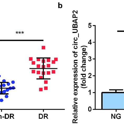 The Expression Levels Of Circ Ubap In Human Vitreous Humor And Hrmecs