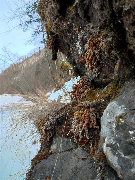 ...Ай вонт ту би фриииии... | Амурский Берег - территория, свободная ...