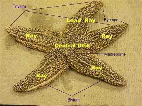 Sea Star Anatomy