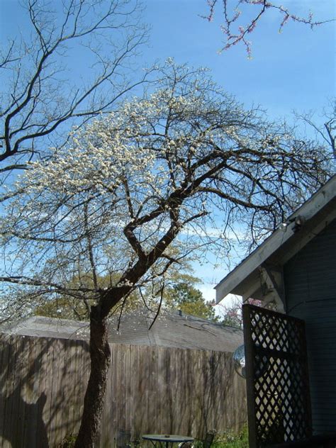 Mexican Plum tree – Guardian of the Non Sequitur