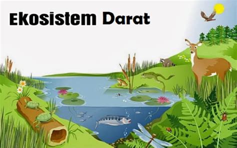 Mengenal Ekosistem Dari Pengertian Komponen Hingga Jenis Jenisnya Hot