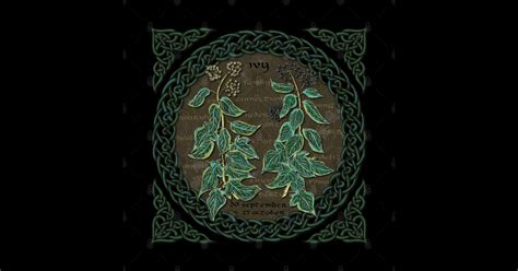 Celtic Tree Calendar Ivy Ivy Sticker Teepublic
