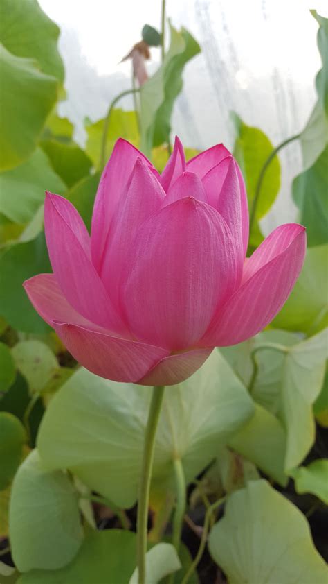 Nelumbo S Lotusland Seerosenfarm