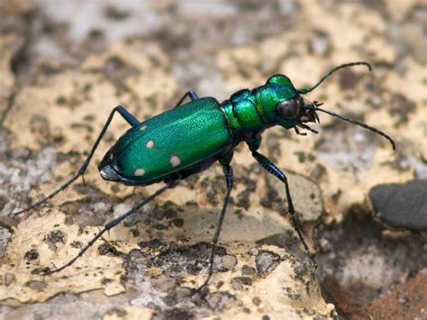 Welcome The Six Spotted Tiger Beetle To Your Garden Hgtv