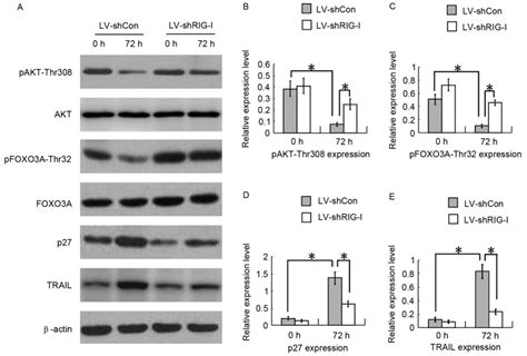 Lentivirus‑mediated Rig‑i Knockdown Relieves Cell Proliferation