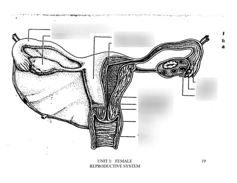 Female Reproductive System Labeled Diagram Quizlet
