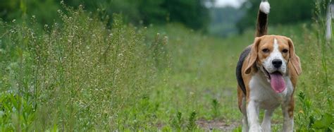 Why Do Beagles Cough - Wag!