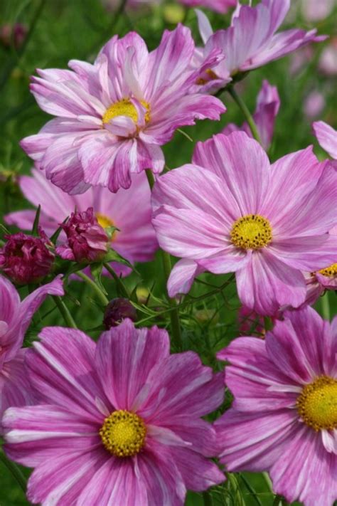 Rosetta Cosmos Seeds Cosmea Seeds • Tuinzadeneu