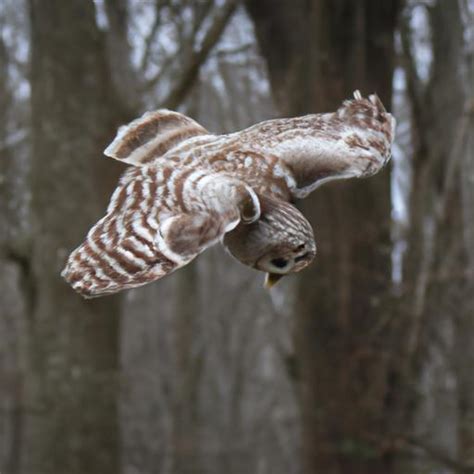 Barred Owls Everything You Need To Know