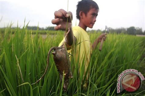 Dan sawah-sawah pun diserang tikus - ANTARA News