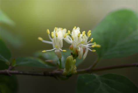 Wallpaper Sunlight Leaves Flowers Nature Branch Green Blossom