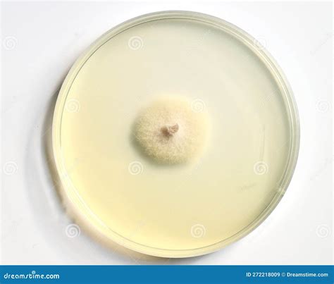 Growth Of Microorganisms In A Petri Dish Bacteria Yeast And Mold