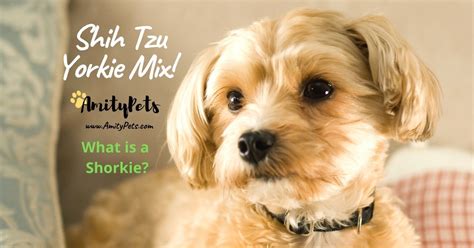 Shih Tzu Yorkie Mix Is A Shorkie The Perfect Pet Amity Pets