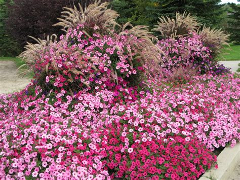 5 Ways To Use Supertunia Vista® Petunias In Your Landscape