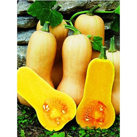 Jual Bibit Benih Biji Labu Madu F Butternut Squash Biji Tanaman