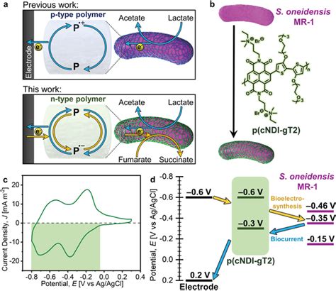 A Biohybrid Coating Strategy B The Molecular Structure Of