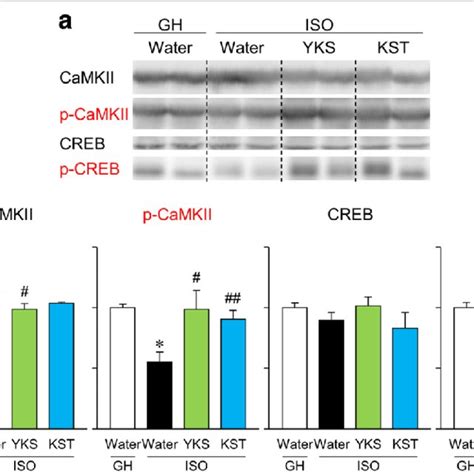 Effects Of YKS And KST On ISO Induced Down Regulated CaMKII And CREB