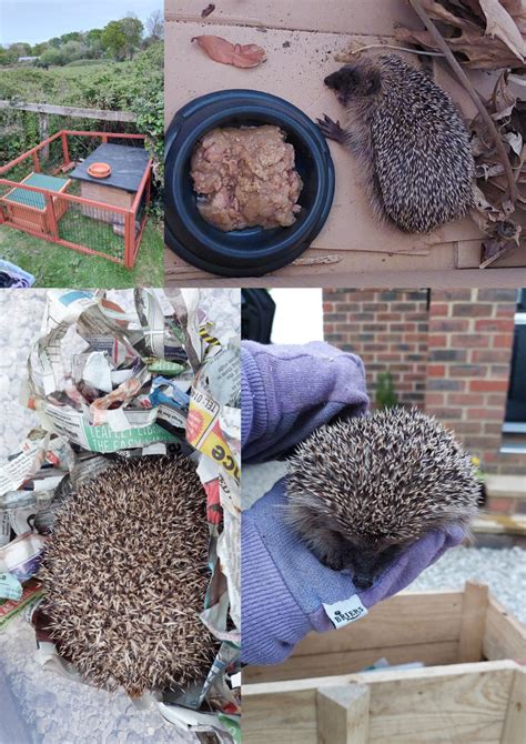 Hedgehog Rescue