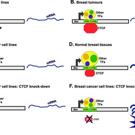 Ctcf Binds To Two Sites Within The Promoter Proximal Region Of Human