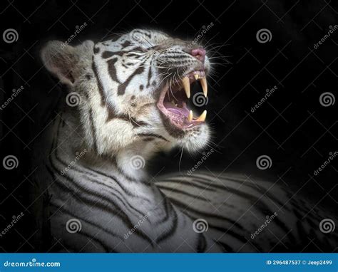 White tiger roaring. stock image. Image of portrait - 296487537