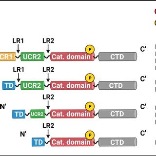 pde isoform structure  classification depending   length
