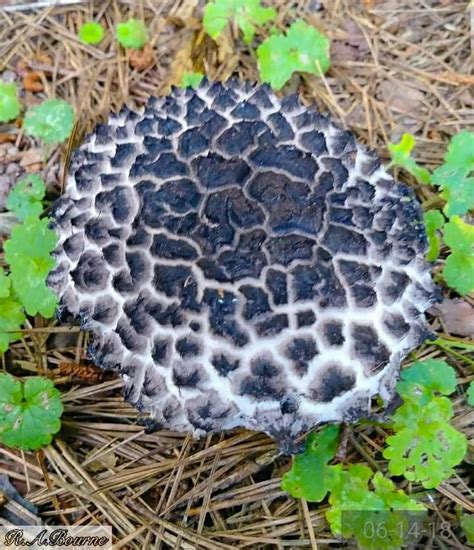 Slime Mould Goob Mushroom Fungi Lichen Toadstool Photo Dump