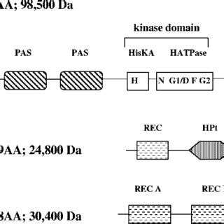 Schematic Representation Of The Conserved Domains Of The CbbRRS