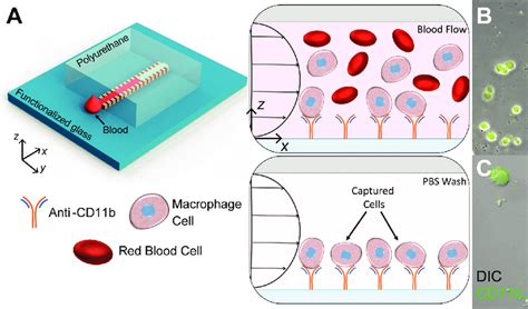 Thermocapillary Microfluidic Device For Counting Macrophage Cells In