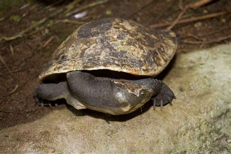 Tortue De Nouvelle Guin E Logement Et Soins