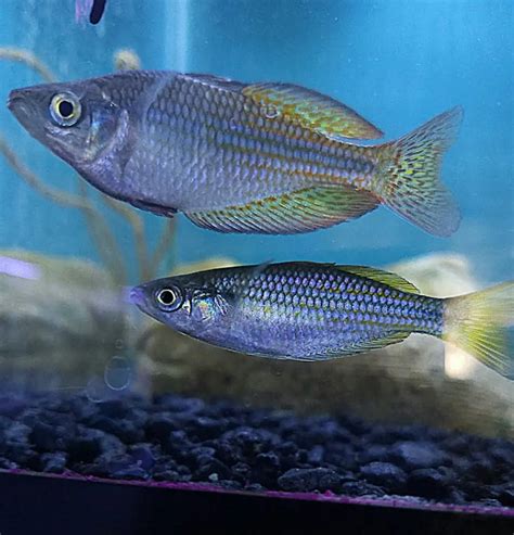 20 Dazzling Rainbowfish To Add Sparkle To Your Aquarium