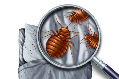 Early Signs Of Bed Bugs 14 Infestation Indicators Beezzly