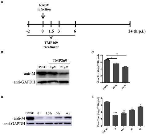 Frontiers Tmp A Small Molecule Inhibitor Of Class Iia Hdac