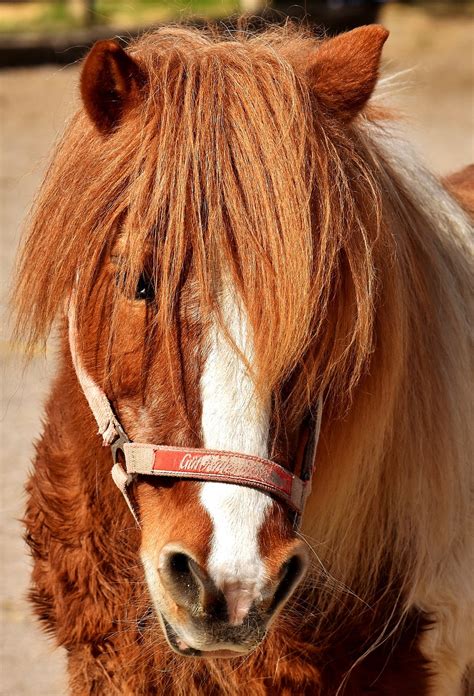 Pony Pferd Kleinpferd Kostenloses Foto Auf Pixabay Pixabay