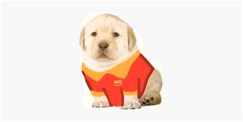 Puppy Oxxo Meme Freetoedit Memes Del Perrito Triste Hd Png