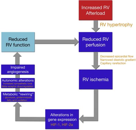 Right Heart Failure In Pulmonary Hypertension Cardiology Clinics