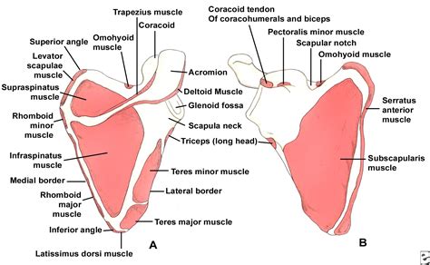 scapular spine - meddic