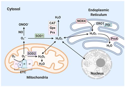 Antioxidants Free Full Text Effect Of Reactive Oxygen Species On