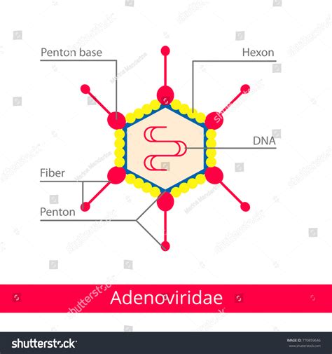 Adenoviridae Classification Viruses Vector Biology Icons Stock Vector ...