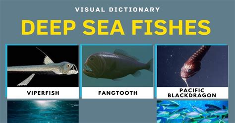 Deep Sea Fish | List of Fish that Live in the Deep Sea with Pictures • 7ESL