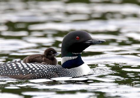 Loon Chick Photograph by Peter Gray - Fine Art America