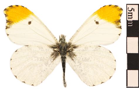 Falcate Orangetip | Smithsonian Institution