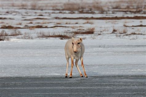 Support Saiga Rangers this 'Giving Tuesday' – Saiga Conservation Alliance