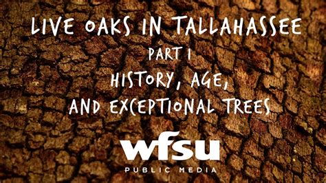 Live Oaks In Tallahassee Part 1 History Age And Exceptional Trees