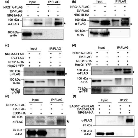 Working Model Of ADR1s And NRG1s In TNL Mediated Immunity A