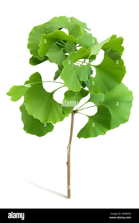 Green Ginkgo Biloba Leaves Isolated On White Background With Full Depth