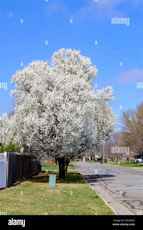 Brandford Pear Tree Hi Res Stock Photography And Images Alamy