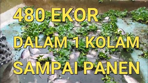 Cara Budidaya Ikan Gurame Di Kolam Beton Ekor Sampai Panen Youtube