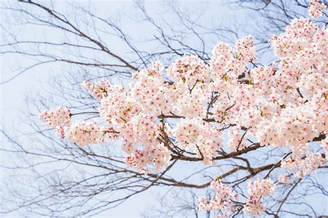 Osaka Castle Cherry blossoms :: Behance